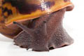 Achatina achatina (GB) subadult 10 cm
